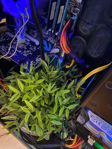 Kann man die Kunstpflanze so in den Pc stellen?