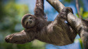 Sloths Premium: Microsoft stellt Wallpaper-Set für Faultier-Fans bereit