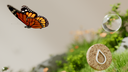 Ethereal Motion: Microsoft Design bringt kostenloses Wallpaper-Paket